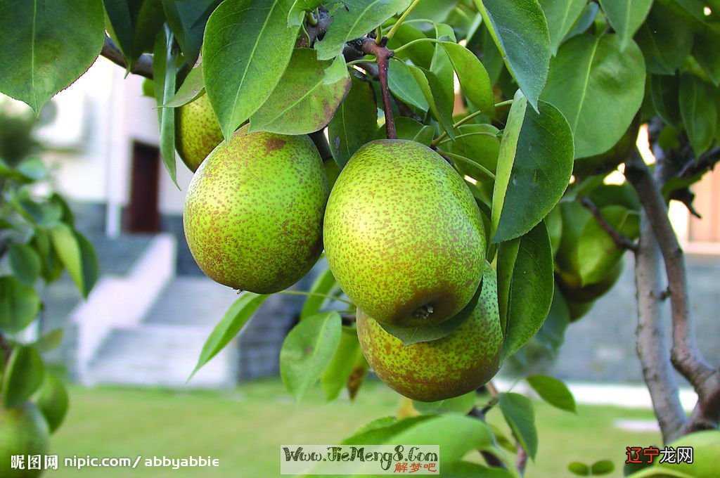 小时候风水堂：梦见梨树，是吉兆是发财的预兆