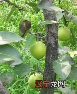 小时候风水堂：梦见梨树，是吉兆是发财的预兆