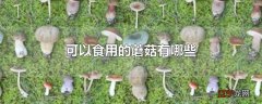 可以食用的蘑菇有哪些