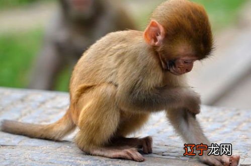 图 属猴的人是哪年出生的呢？