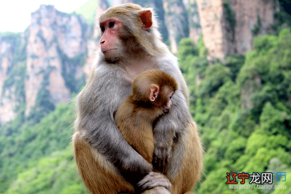 图 属猴的人是哪年出生的呢？