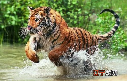 属兔兄弟必有贵人,发一笔横财便是水到渠成的3大生肖