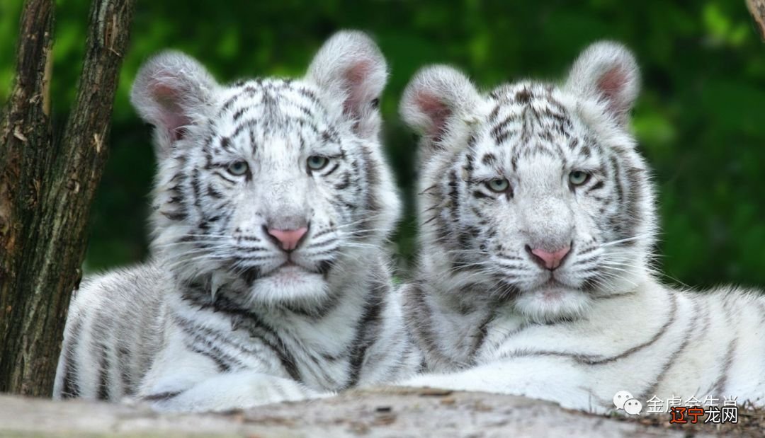 6月到来,赚钱积德行善自动送上门的三大生肖!