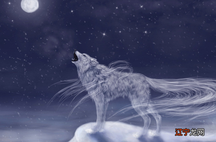 十二星座代表的动物 ， 天秤座是孤狼 ， 狮子座的很漂亮！