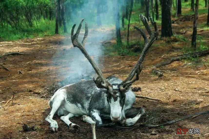 呼伦贝尔美丽大草原，2019年重磅升级，再次归来！