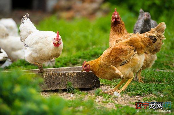 图 1993年几月份的鸡命好农历这个月出生的人