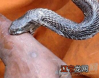 图 周公解梦：梦见蛇咬人是什么意思？