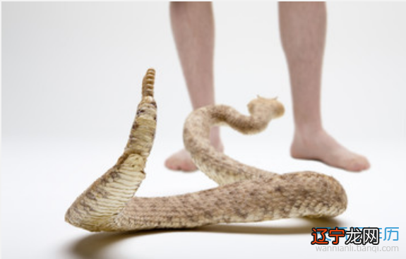 图 周公解梦：梦见蛇咬人是什么意思？