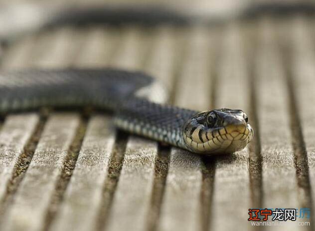 图 周公解梦：梦见蛇咬人是什么意思？