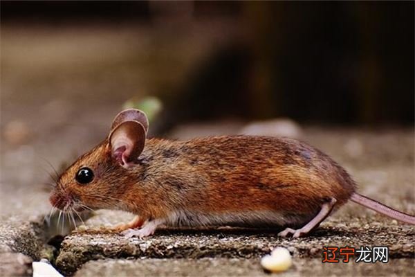 女人是家里的风水一个家庭是否幸福平安后代能否成才