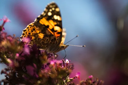 很在乎自己形象的男星座_天平座男心里在乎表现_男二在乎男主的动漫