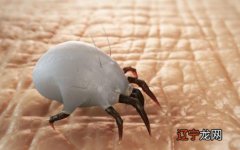 床上的螨虫有什么危害,怎样除掉螨虫怎样除掉螨虫床上