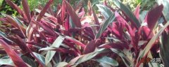 紫背波浪竹芋的养殖方法和注意事项