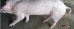 猪脚的脚印像什么？