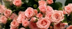 洋玫瑰花语是什么