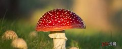 红伞伞白杆杆是什么？红伞伞白杆杆是什么蘑菇？