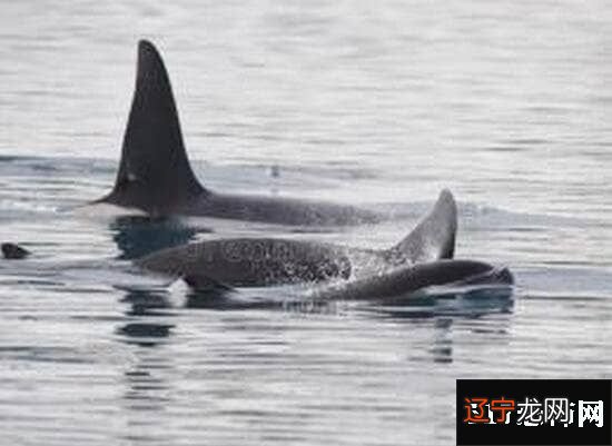 巨型海怪杀死50吨鲸鱼 ， 超恐怖海怪/疑似长60米的大王乌贼