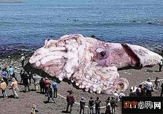 巨型海怪杀死50吨鲸鱼 ， 超恐怖海怪/疑似长60米的大王乌贼