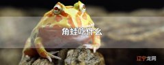 角蛙吃什么