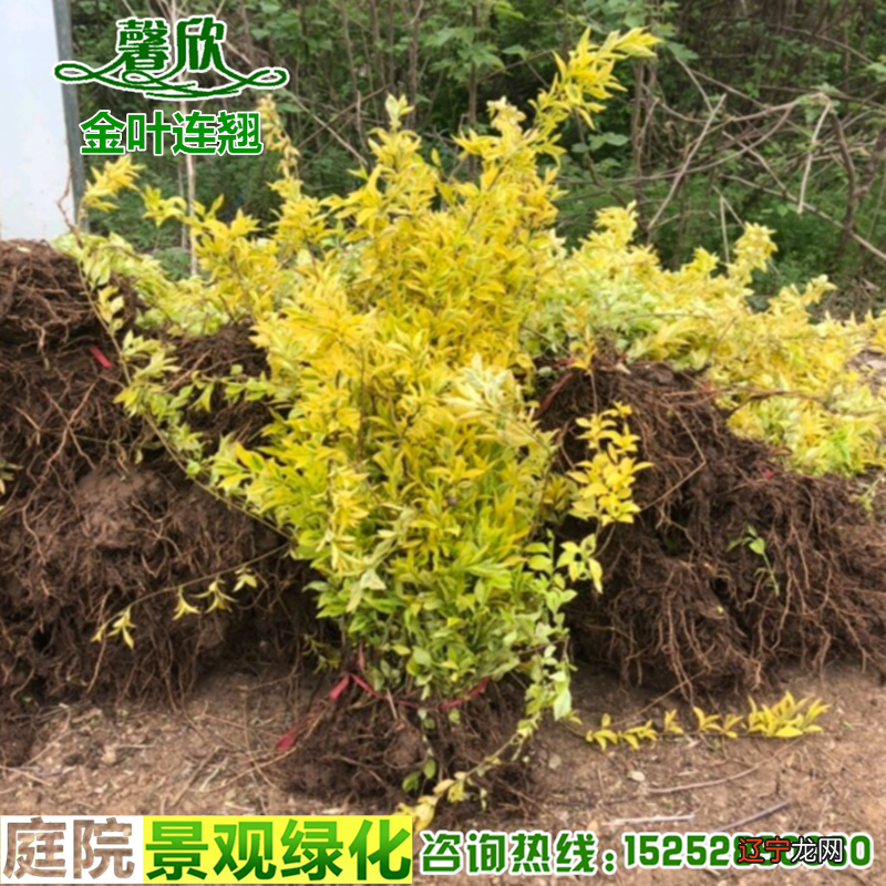 树木名称_树木名称_树木名称及特征