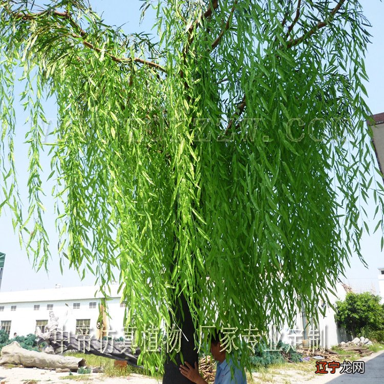 常见树木名称_树木名称_常见树木名称及图片