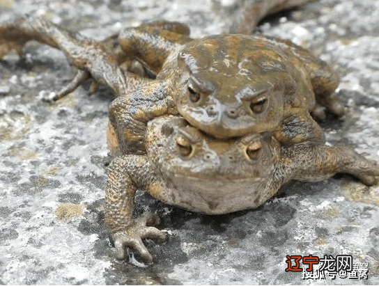 得知金蟾抱鲤真相让人触目惊心