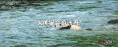 大熊猫会游泳吗?
