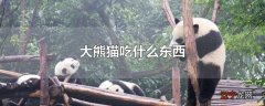 大熊猫吃什么东西