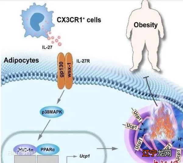 Nature：炎症因子玩“跨界”，躺平即可消耗卡路里