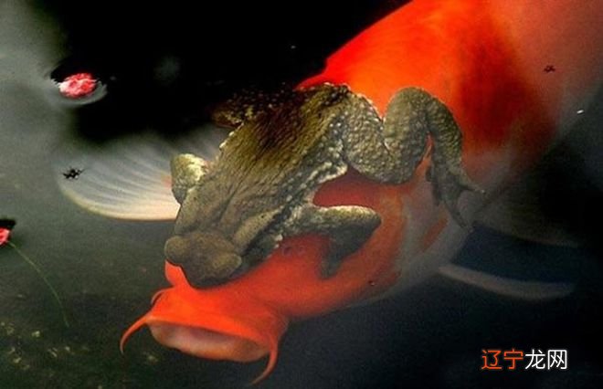 招财金蟾和元宝金蟾_金蟾抱鲤_伽玛鲤xpk水乡鲤