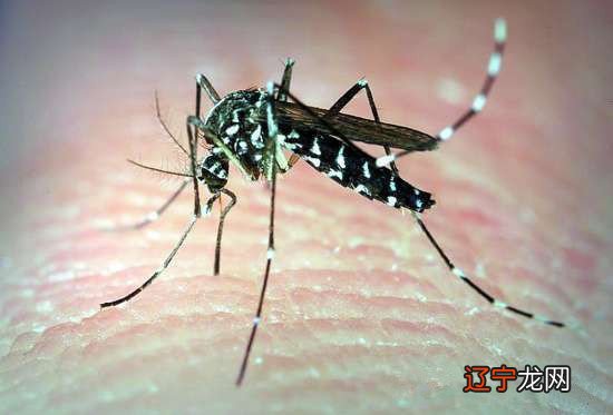 黑人吓人有多吓人_什么动物最吓人_就这么吓人打药后的肌肉多吓人