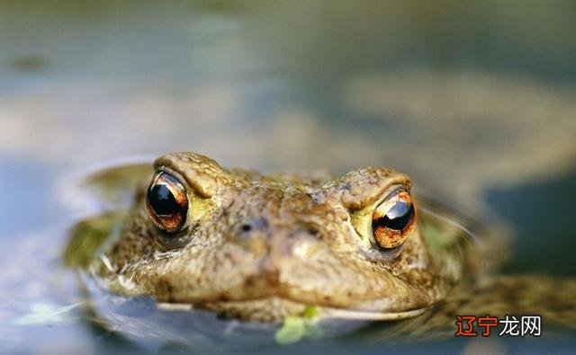 金蟾抱鲤,寓意“升官发财”?其实是两败俱伤的惨剧