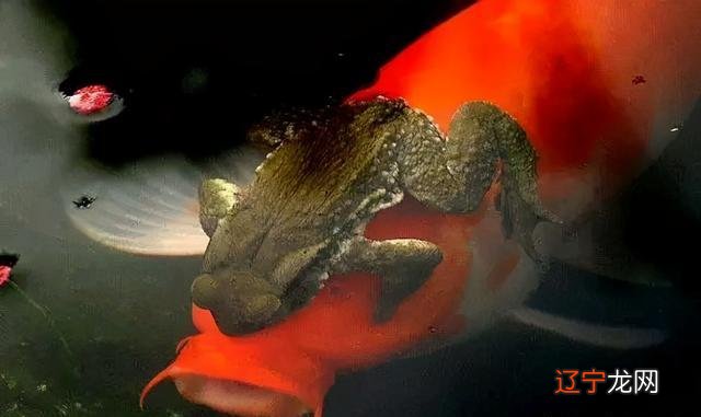 金蟾抱鲤,寓意“升官发财”?其实是两败俱伤的惨剧