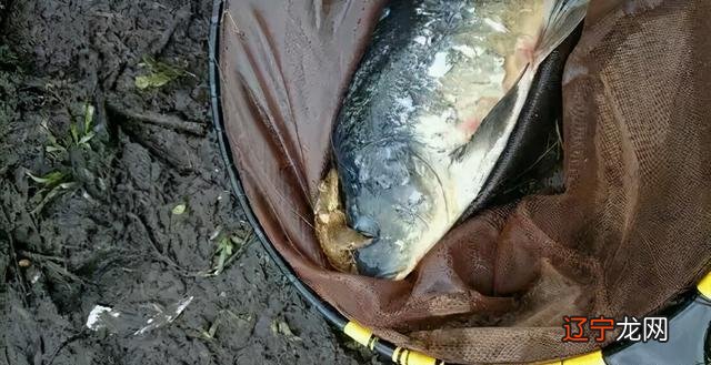 金蟾抱鲤,寓意“升官发财”?其实是两败俱伤的惨剧