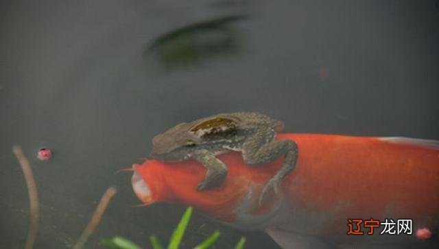 金蟾抱鲤,寓意“升官发财”?其实是两败俱伤的惨剧