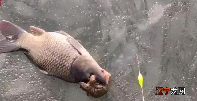 金蟾抱鲤,寓意“升官发财”?其实是两败俱伤的惨剧