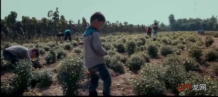 父母进了监狱,他们聚在一起“等待太阳”