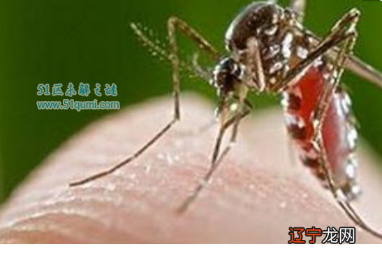 是一般蚊子十倍 世界最大的蚊子金腹巨蚊有多大图片,会不会吸血