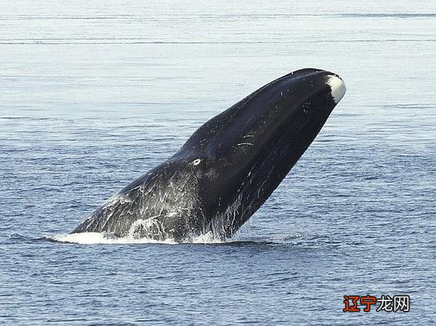 海洋管虫:地球长寿生物之一寿命可达300年