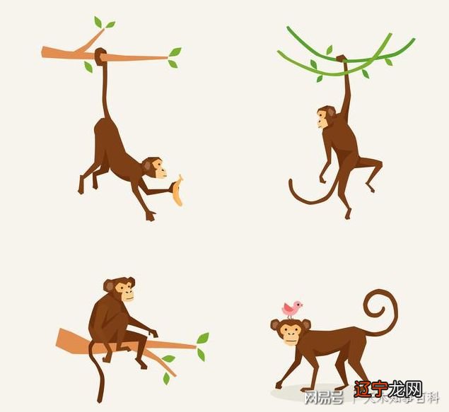 猴子的尾巴有什么作用 猴子的尾巴到底有什么作用