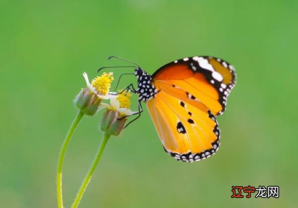 惊蛰是什么意思 惊蛰是什么季节