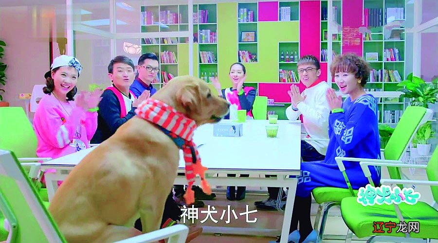 神犬小七大结局_神犬小七结局小七跟谁走了_神犬小七结局