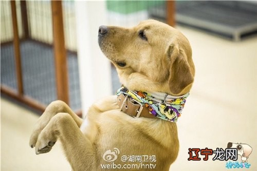 神犬小七结局小七跟谁走了_神犬小七大结局_神犬小七结局