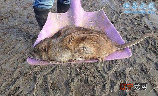 动物界的十大恐怖之王,碰上它们不死也伤残