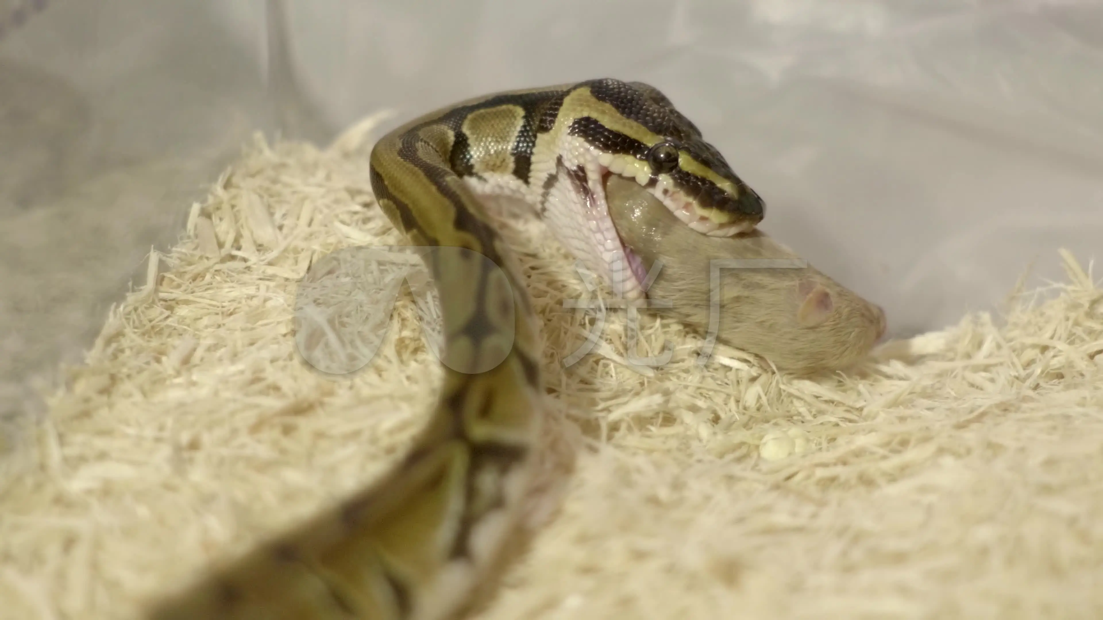 狂蟒吞人