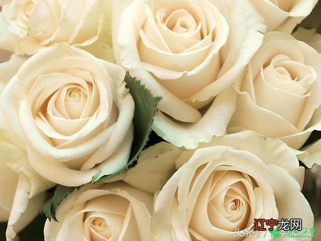 超全玫瑰花语 19朵玫瑰代表什么