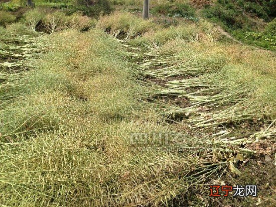 木府风云阿照与木增_历史上的木增和阿勒邱_木增