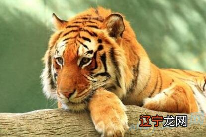 1986年属虎今年多大:1986年属虎的人今年多大年龄