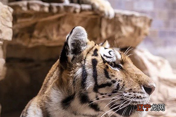 1986年属虎今年多大:1986年属虎的人今年多大年龄