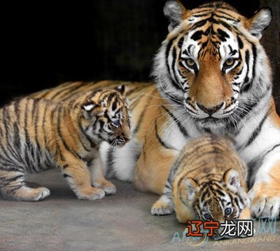 1986年属虎今年多大:1986年属虎的人今年多大年龄